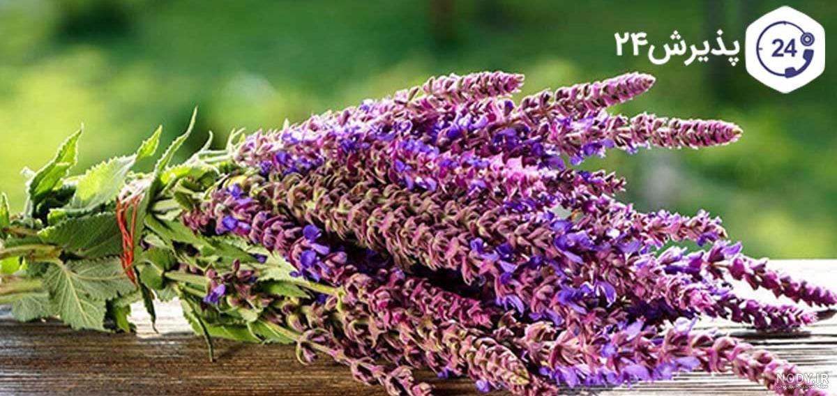عکس های عکس گل مریم