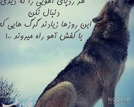 والپیپر گرگ سیاه والپیپر گرگ سیاه