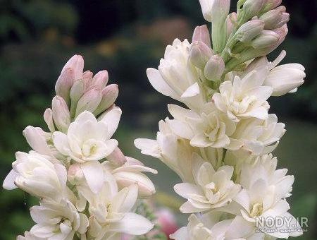 والپیپر گل و طبیعت سری 7 | Flower Wallpaper No7 والپیپر گل و طبیعت سری 7 | Flower Wallpaper No7