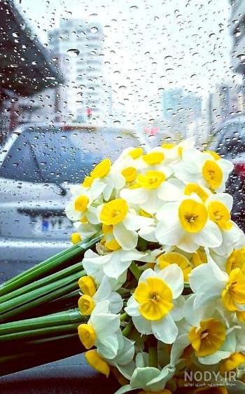 گالری عکس گل نرگس برای تصویر زمینه و پروفایل گوشی موبایل