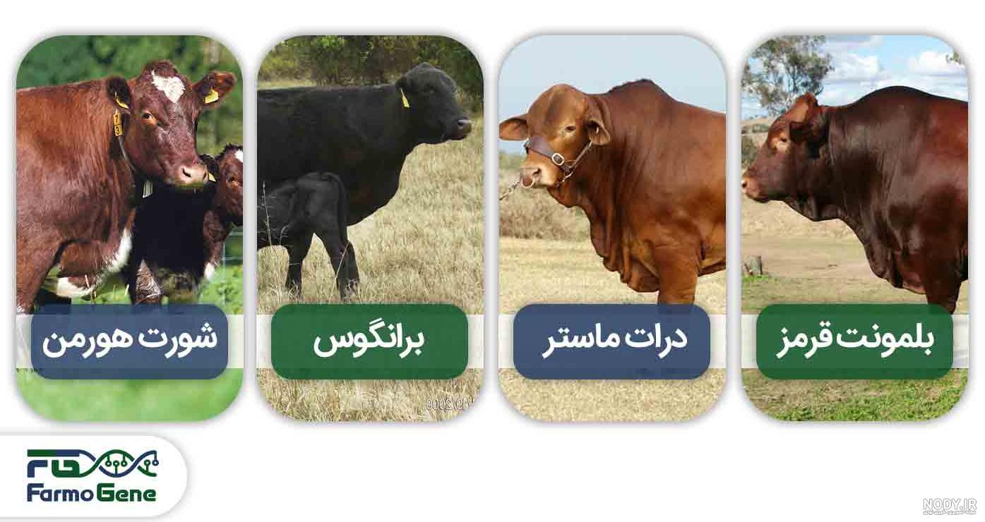 گاوایران | هلشتاین قرمز #irancow #گاوایران #هلشتاین #گاوداران #گاو #هولشتاین #گاوسنگین #گاوداران_شیراز #گاوداران_کرج#گوساله_شیرخوار… | Instagram گاوایران | هلشتاین قرمز #irancow #گاوایران #هلشتاین #گاوداران #گاو #هولشتاین #گاوسنگین #گاوداران_شیراز #گاوداران_کرج#گوساله_شیرخوار… | Instagram