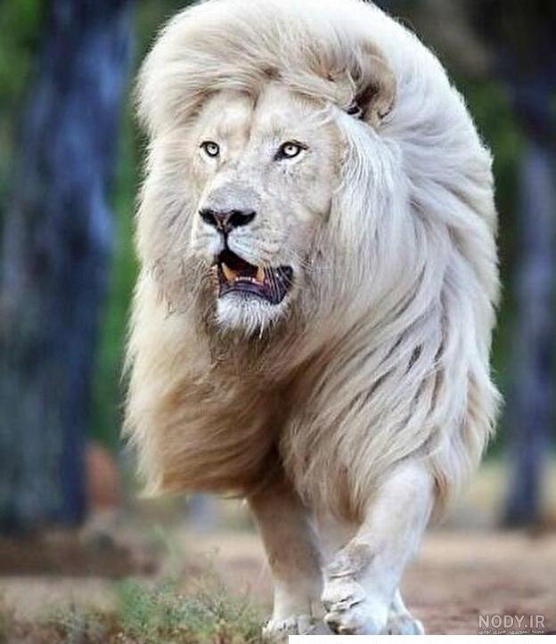 عکس خفن عکس پرسپولیس خفن پسرانه لاتی