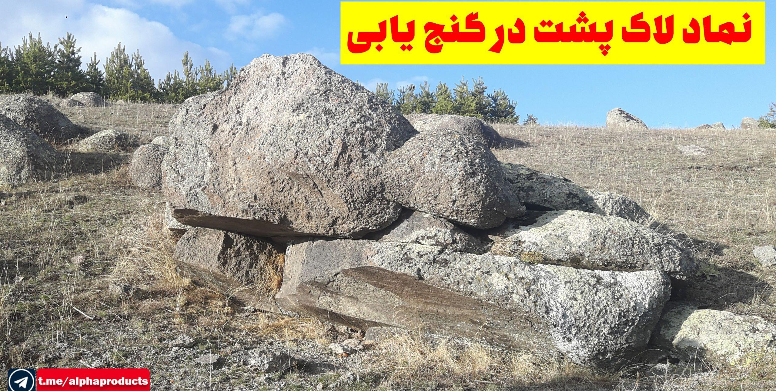 تولد یک بچه لاک‌پشت زال از یک گونه کمیاب برای اولین بار در جهان/ عکس -  خبرآنلاین