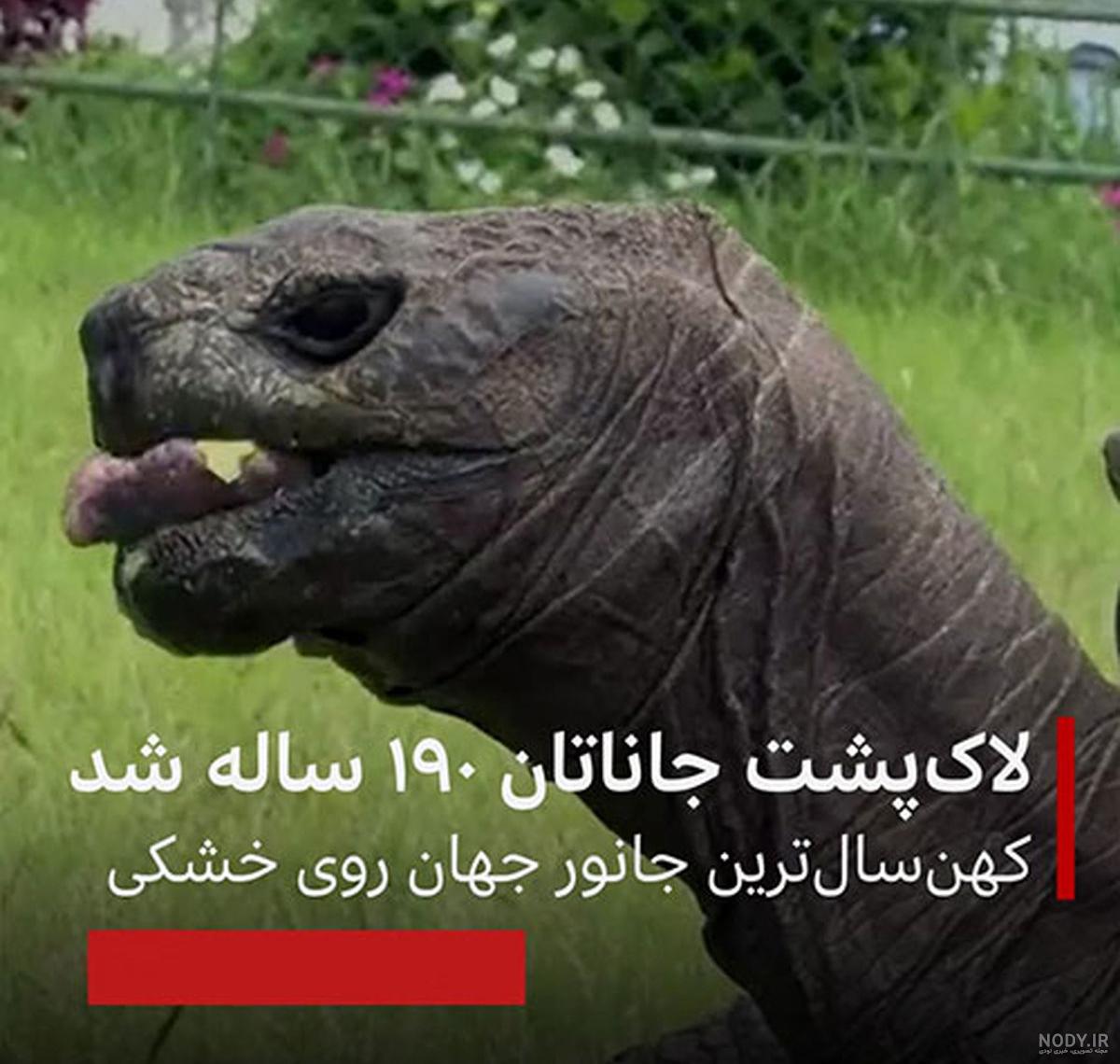عکس از بزرگترین لاک پشت جهان