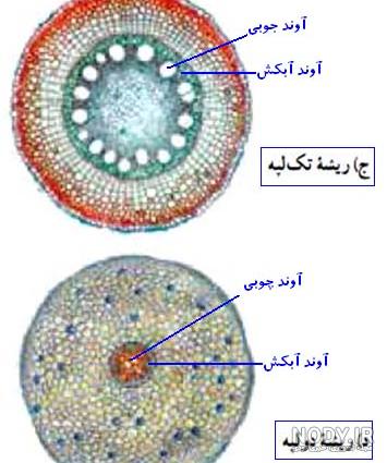 عکس ساقه دو لپه ای