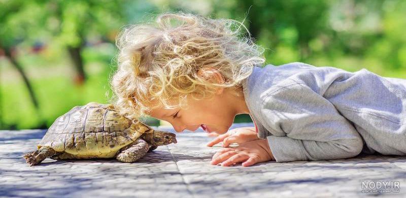 عکس لاک پشت کوچولو turtle shell legs head