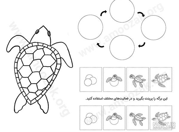 عکس لاک پشت کوچک خانگی - عکس نودی