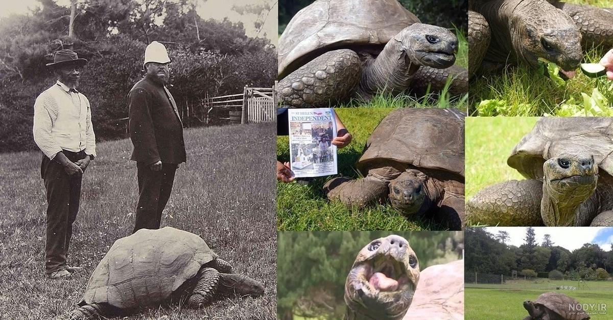 فیگور لاک پشت دریایی بزرگ نرم اسباب بازی Sea turtle کی کی تویز+قیمت+عکس+سایت+خرید  - تخفیف ویژه و ارسال رایگان