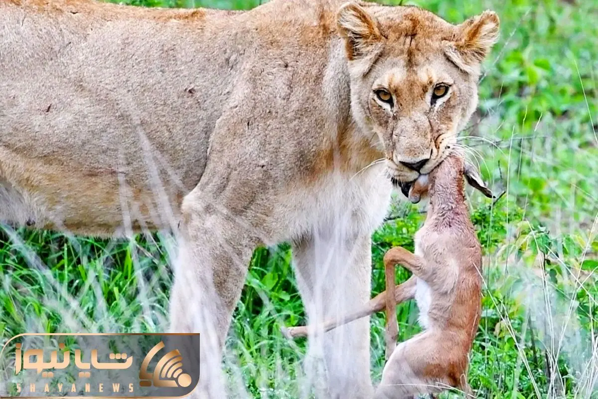 لاک پشت دریایی کوچک زیبا با تصویر آبرنگ 1571547