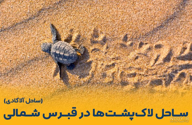 کمیاب‌ترین گونه لاک‌پشت جهان در خطر انقراض + عکس