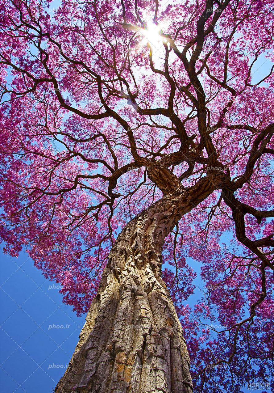 15 نوع درخت محبوب برای عاشقان طبیعت - پوپونیک 15 نوع درخت محبوب برای عاشقان طبیعت - پوپونیک