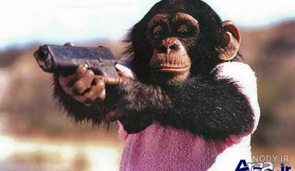 دانلود عکس 🐒 میمون کوچک در طبیعت با کیفیت عالی و رزولوشن بالا مخصوص پس  ضمینه