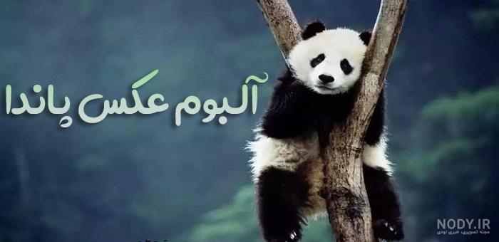 دانلود عکس و والپیپر پاندا کونگ فو کار برای پروفایل
