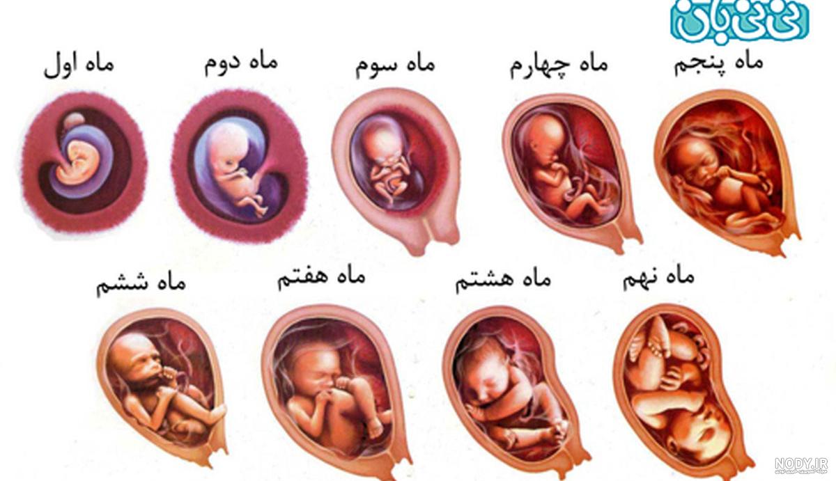 شکل شکم در بارداری - پینو بیبی شکل شکم در بارداری - پینو بیبی