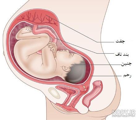 علائم بارداری در دو ماه اول چگونه است؟ + تشخیص خانگی علائم بارداری در دو ماه اول چگونه است؟ + تشخیص خانگی