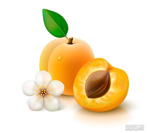 عکس برگ درخت زردآلو عکس برگ درخت زردآلو