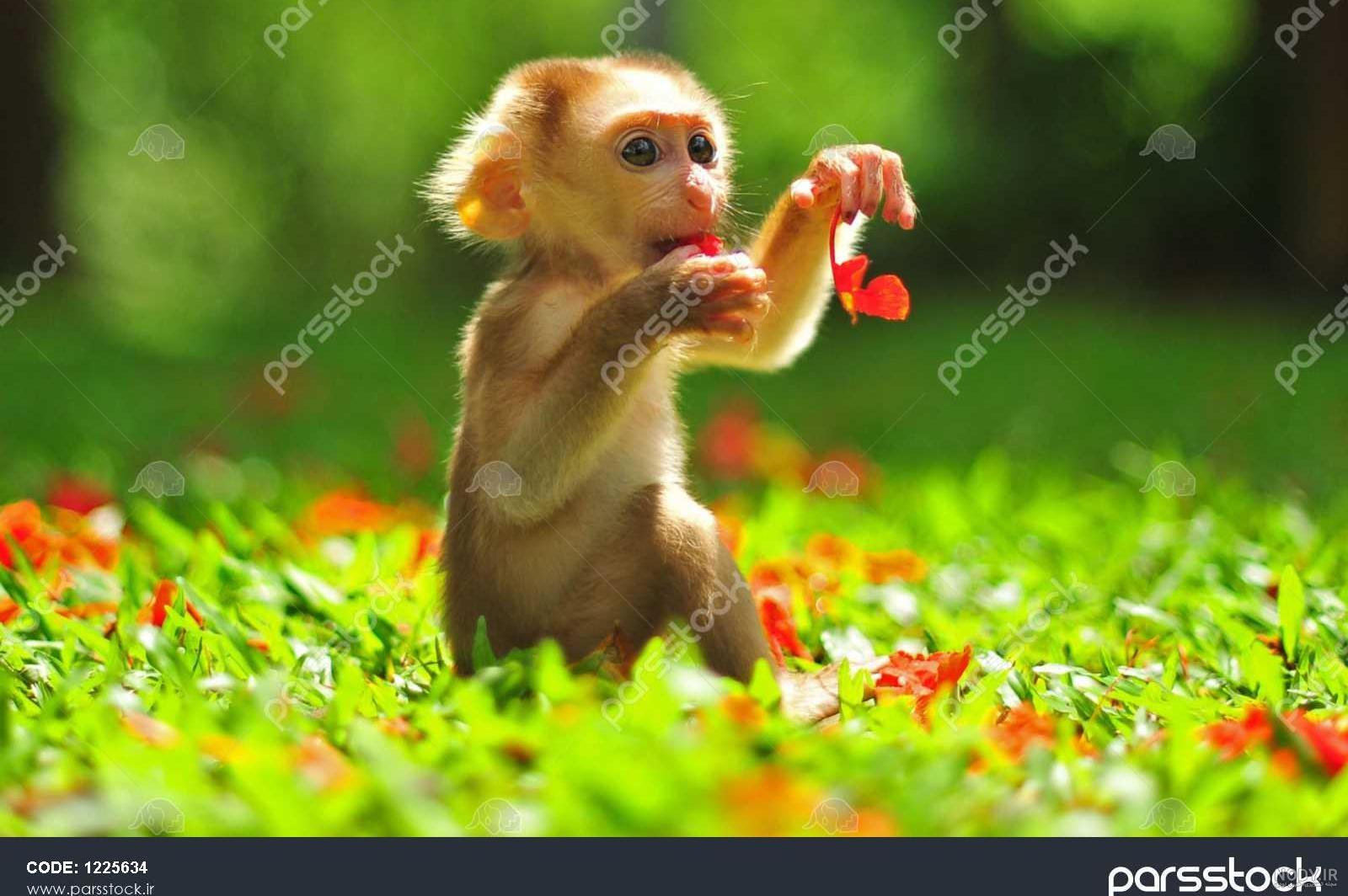 عکس بچه میمون خوشگل