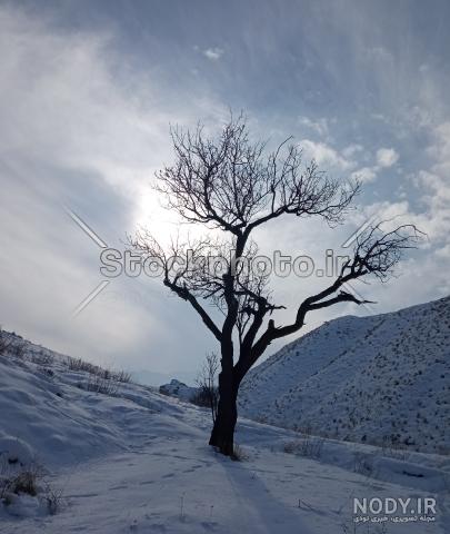 عکس درخت | تصاویری از 16 درخت زیبا در جهان