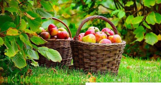 عکس طبیعت فصل تابستان - عکس نودی عکس طبیعت فصل تابستان - عکس نودی