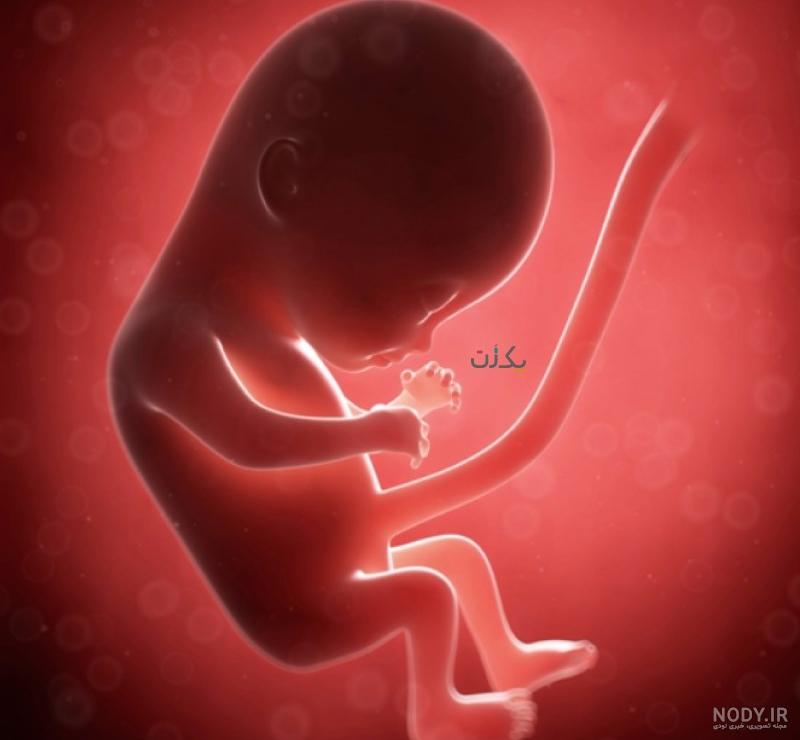 عکس های ماه به ماه بارداری