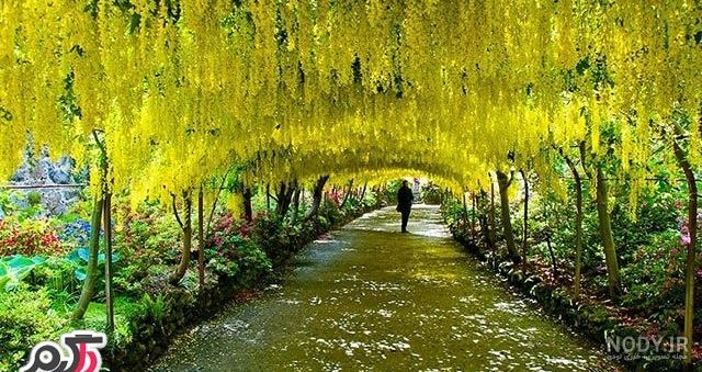 عکس منظره با درختان بلند و آسمان هفت رنگ در شب عکس منظره با درختان بلند و آسمان هفت رنگ در شب