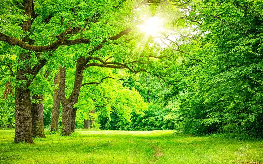 عکس منظره تابستانی زیبا و چشم نواز در دل طبیعت نقاط مختلف دنیا عکس منظره تابستانی زیبا و چشم نواز در دل طبیعت نقاط مختلف دنیا
