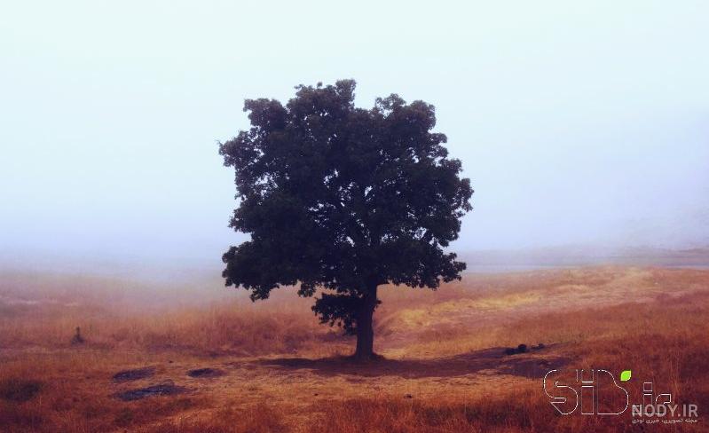 عکس منظره درخت - عکس نودی