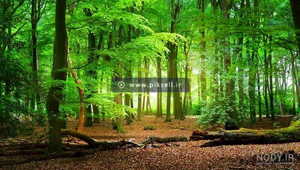 عکس منظره کوه و جنگل عکس منظره کوه و جنگل