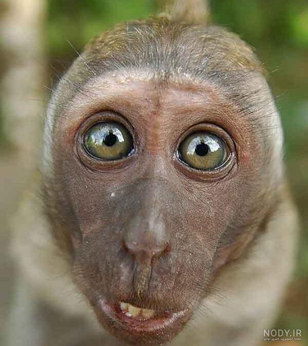 عکس میمون🐒دانلود 20 عکس میمون با کیفیت بالا