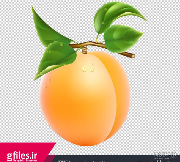 عکس میوه و گل زردآلو firuts flowers apricots عکس میوه و گل زردآلو firuts flowers apricots