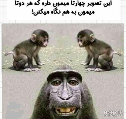 عکس چهارتا میمون