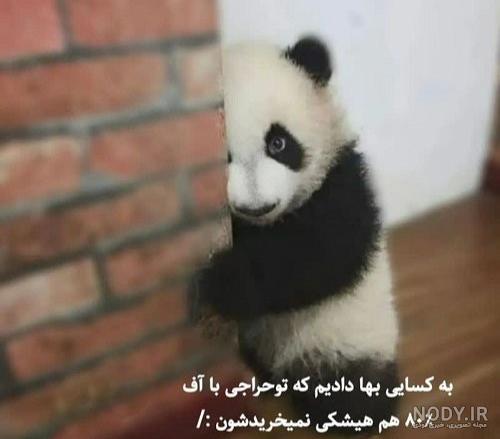 عکس کارتونی پاندا زیبا با کیفیت بالا