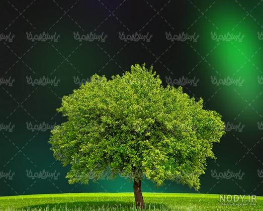 فرش عظیم زاده | منظره تک درخت