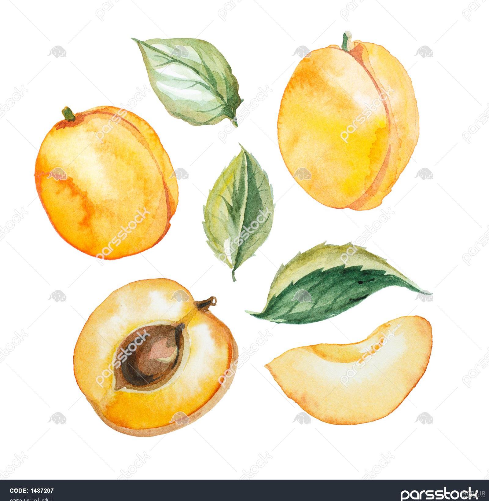 نقاشی هلو ساده و سریع با آموزش تصویری برای کودکان نقاشی هلو ساده و سریع با آموزش تصویری برای کودکان