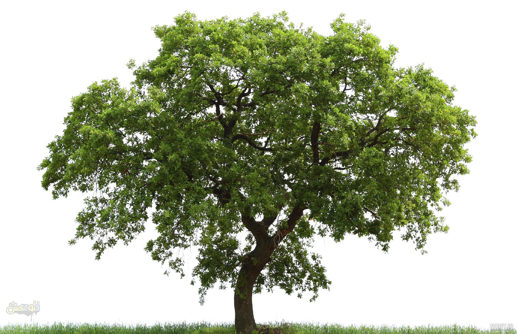 کیارستمی در کالبد تک درخت دماوند - بانی مگ