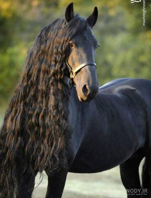  تصویر اسب سیاه زیبا برای پروفایل