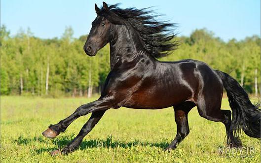 تصویر اسب سیاه زیبا برای پروفایل