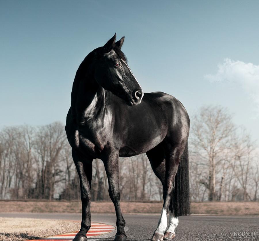  تصویر اسب سیاه زیبا برای پروفایل