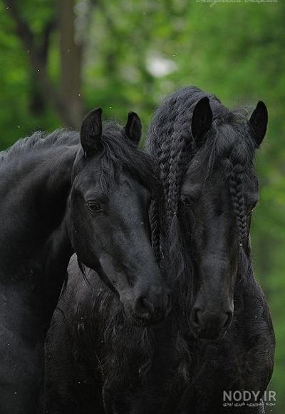  تصویر اسب سیاه زیبا برای پروفایل