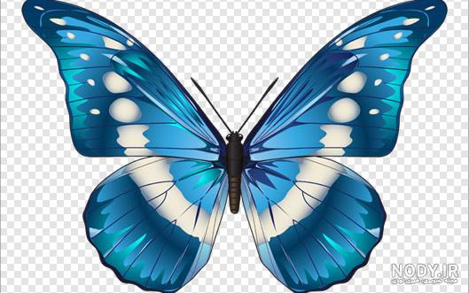 47 عکس پروانه🦋دانلود عکس پروانه واقعی و زیبا✔️چاپ✔️ادیت