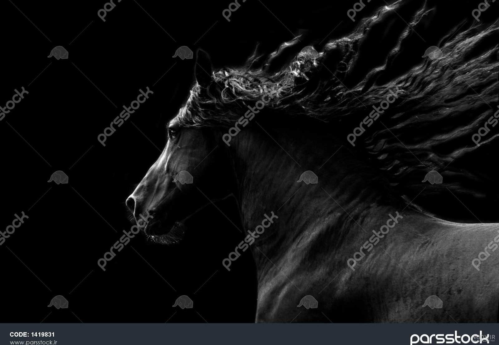 دانلود عکس اسب سیاه مسابقه ای با بدن زیبا و براق خیره کننده