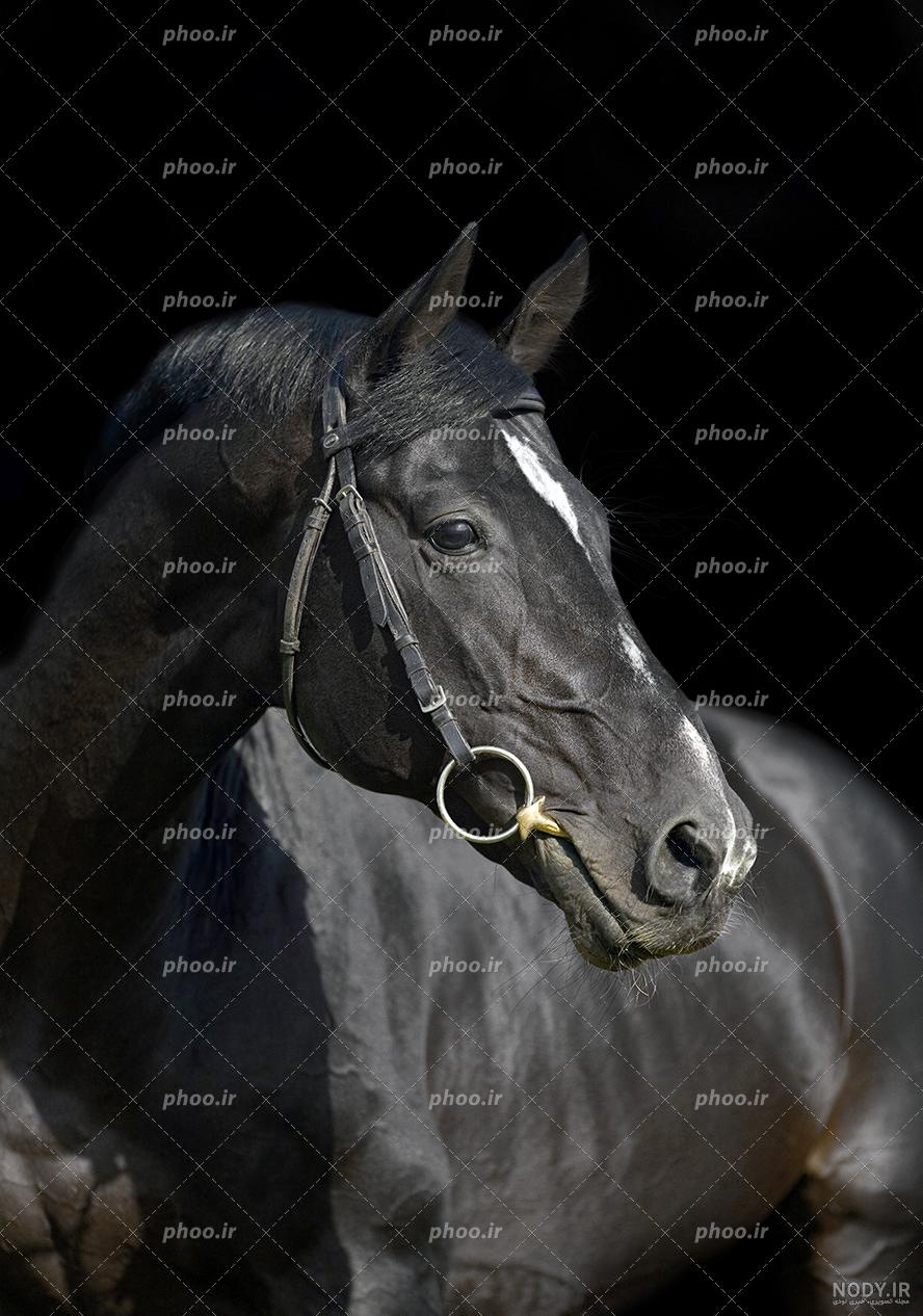 دانلود ۳۳ عکس اسب سیاه PNG دوربری شده Photoshop Overlay Black Horse