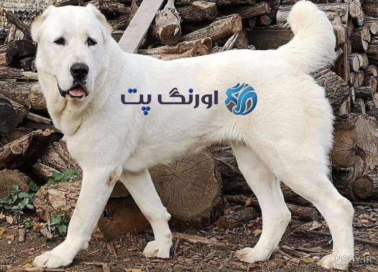 عکس سگ افغان مشکی