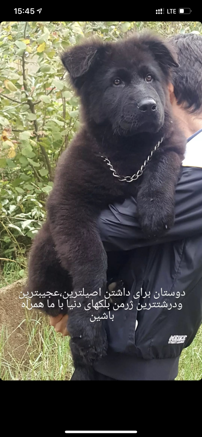 عکس سگ ژرمن شپرد برای موبایل و لپ تاپ - پت شاپ اسکای پت عکس سگ ژرمن شپرد برای موبایل و لپ تاپ - پت شاپ اسکای پت