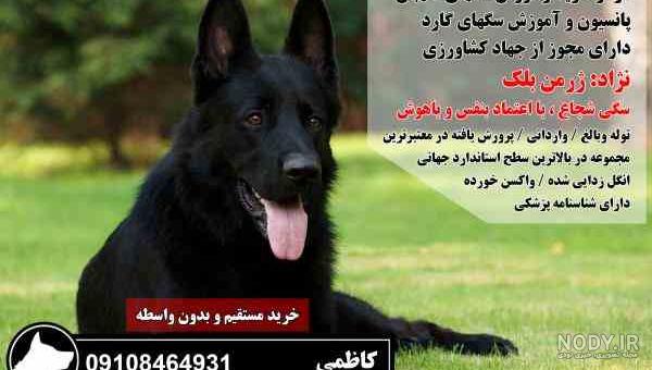 فروش سگ ژرمن بلک ( انواع تیپ ها ) فروش سگ ژرمن بلک ( انواع تیپ ها )