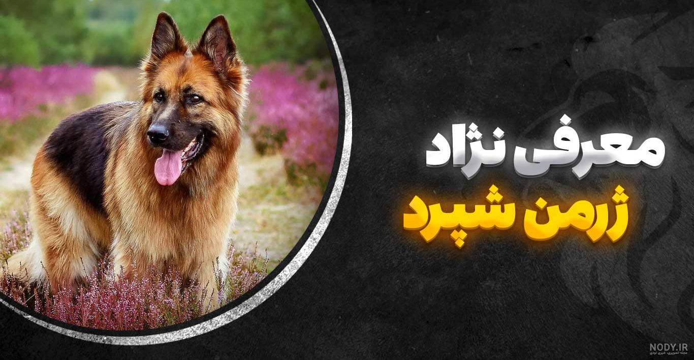 قیمت سگ ژرمن بلک - دهکده حیوانات قیمت سگ ژرمن بلک - دهکده حیوانات
