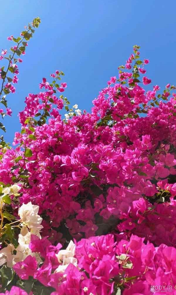 عکس خفن 60 عکس چهره