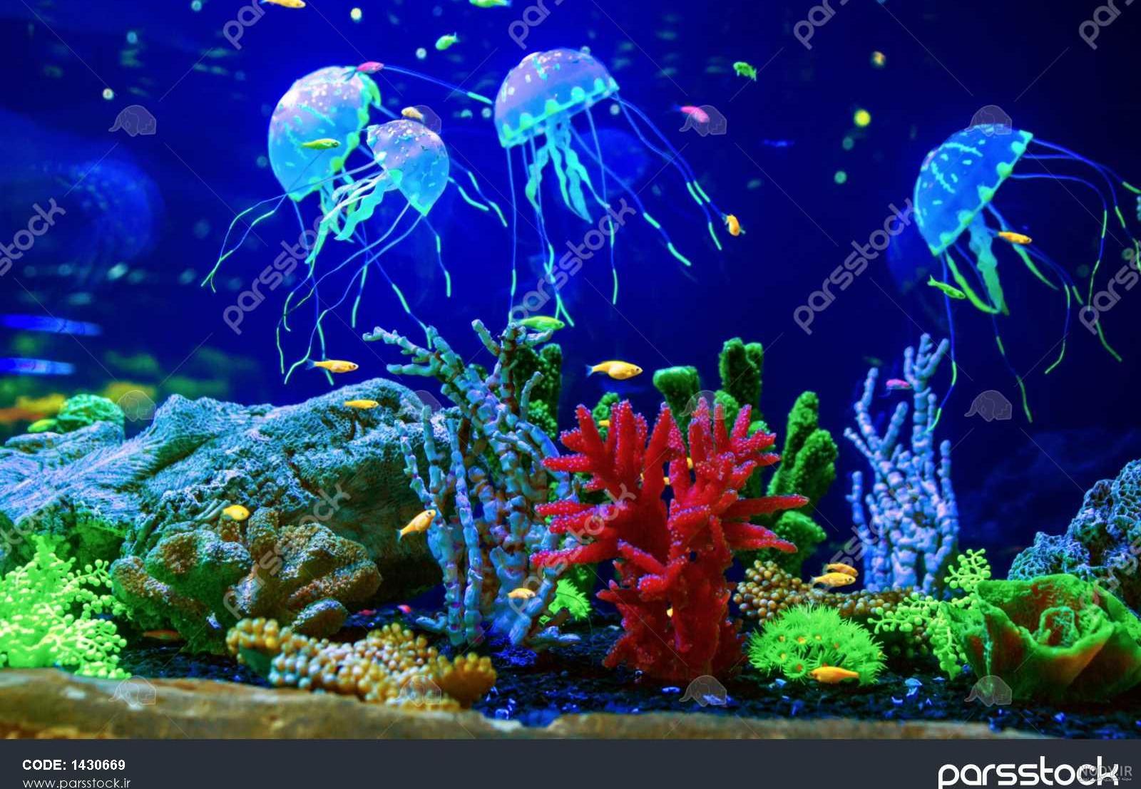 دنیای زیر آب شگفت انگیز و زیبا با مرجان ها و ماهی های گرمسیری دریای سرخ  1490550