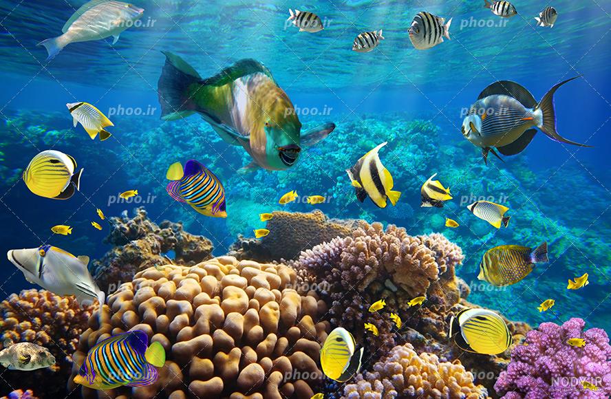 دنیای شگفت انگیز و زیبای زیر آب با مرجان ها و ماهی های گرمسیری دریای سرخ  1324274