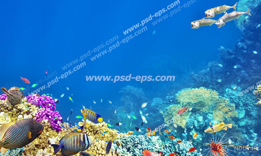 عکس با کیفیت آسمان مجازی آکواریوم با نمایی از زیر دریا یا اقیانوس پر از  مرجان و ماهی های کوچک رنگارنگ - لایه باز طرح آماده psd - eps